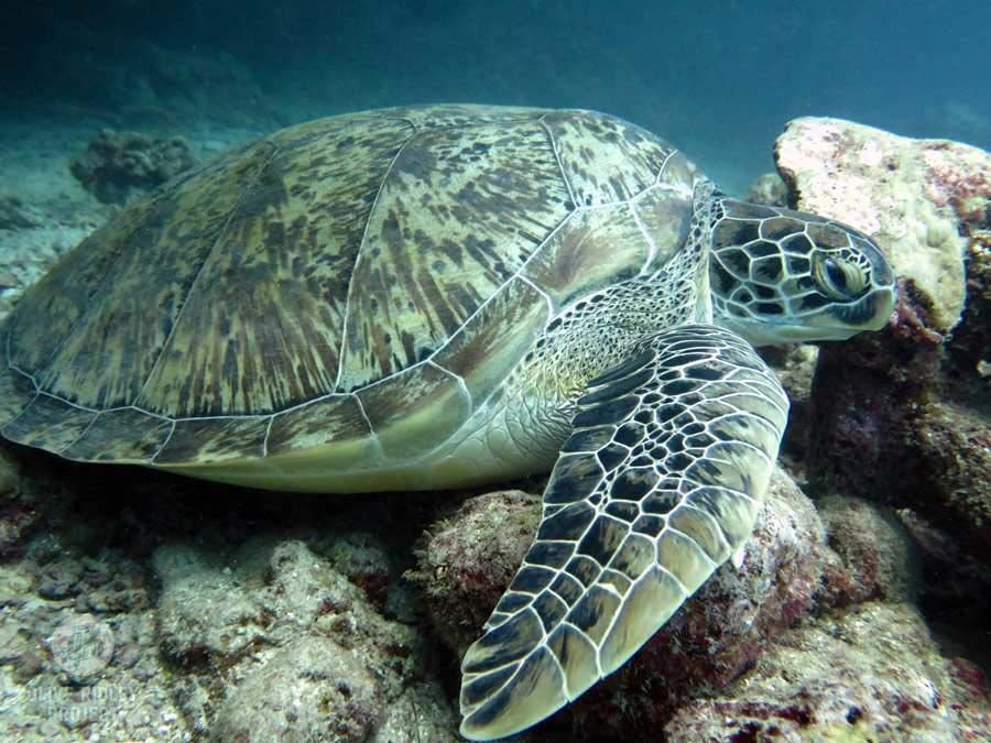 Olive Ridley Turtle in Tanzania